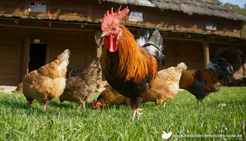 this new hampshire rooster is watching over his flock