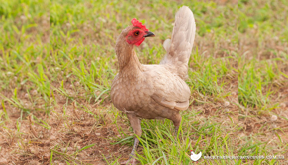 old english game chicken breed