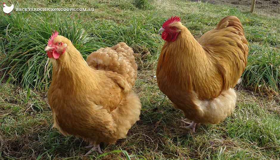 orpington chicken breed