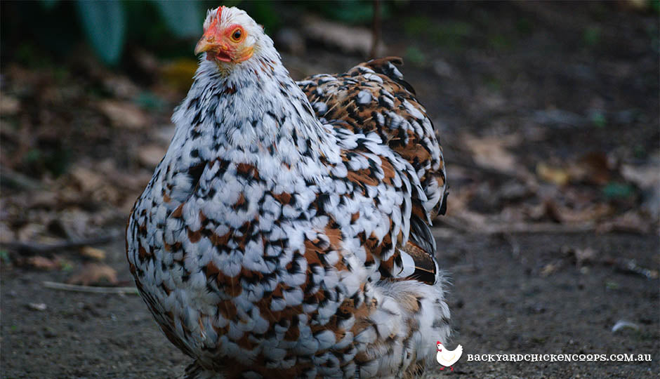 pekin chicken breed