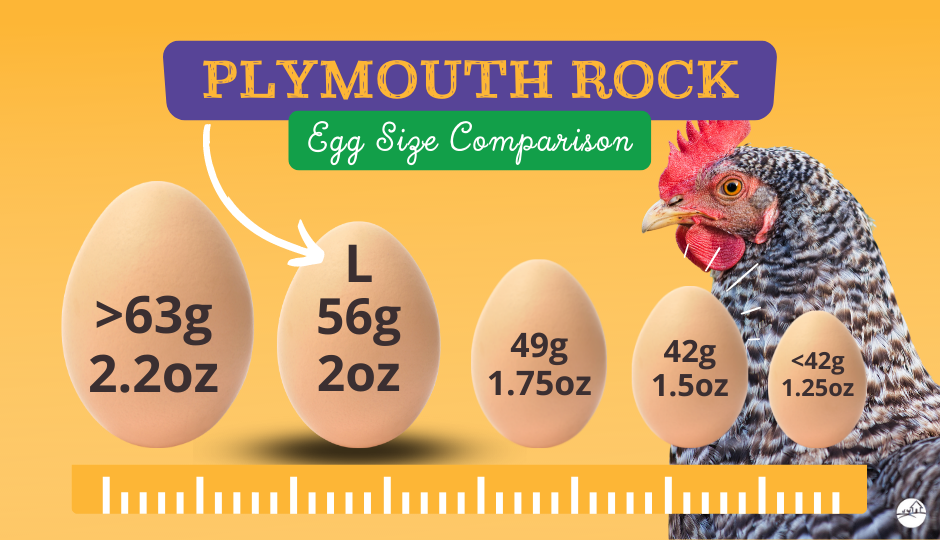 plymouth rock chicken egg size comparison