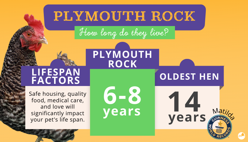 plymouth rock chicken lifespan comparison