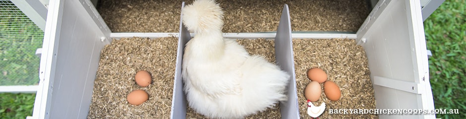 silkie chicken laying in private nesting box