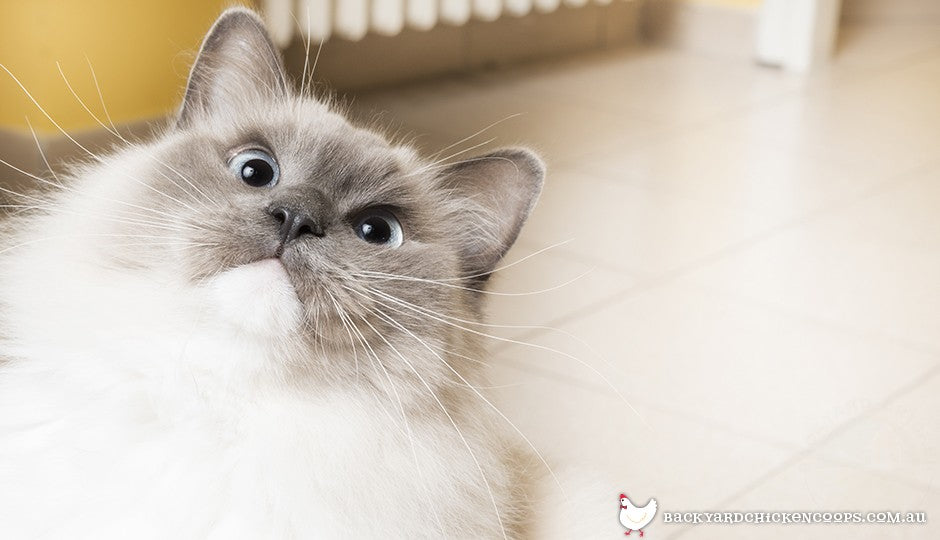 ragdoll cats go limp at the touch, making them an ideal companion for kids