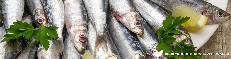 raw-sardines