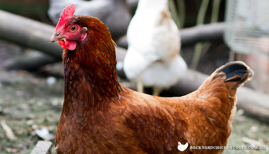 The Top 8 Best Laying Hens For Backyard Chickens