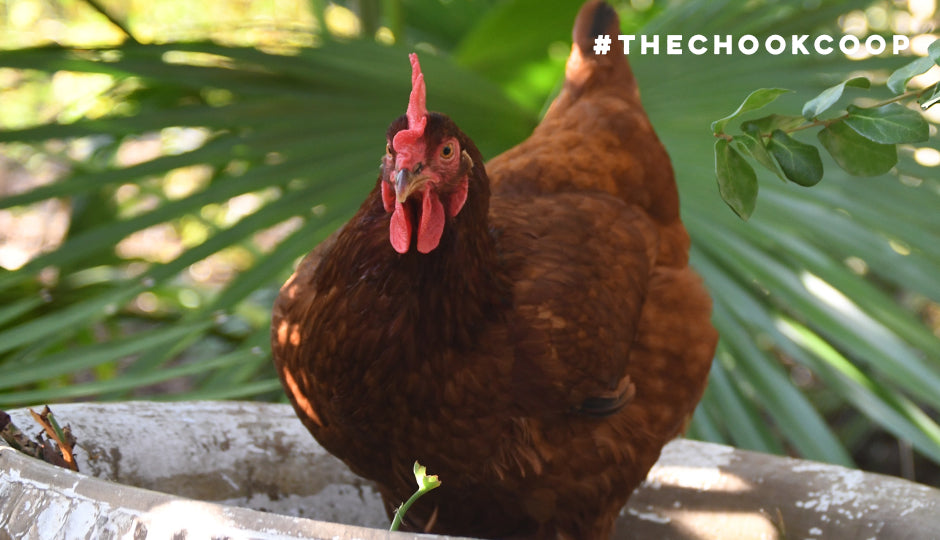 rhode island red chicken in bird bath