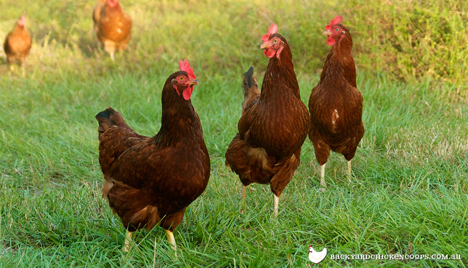 Red Chicken Breeds