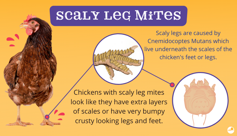 scaly leg mites in chickens