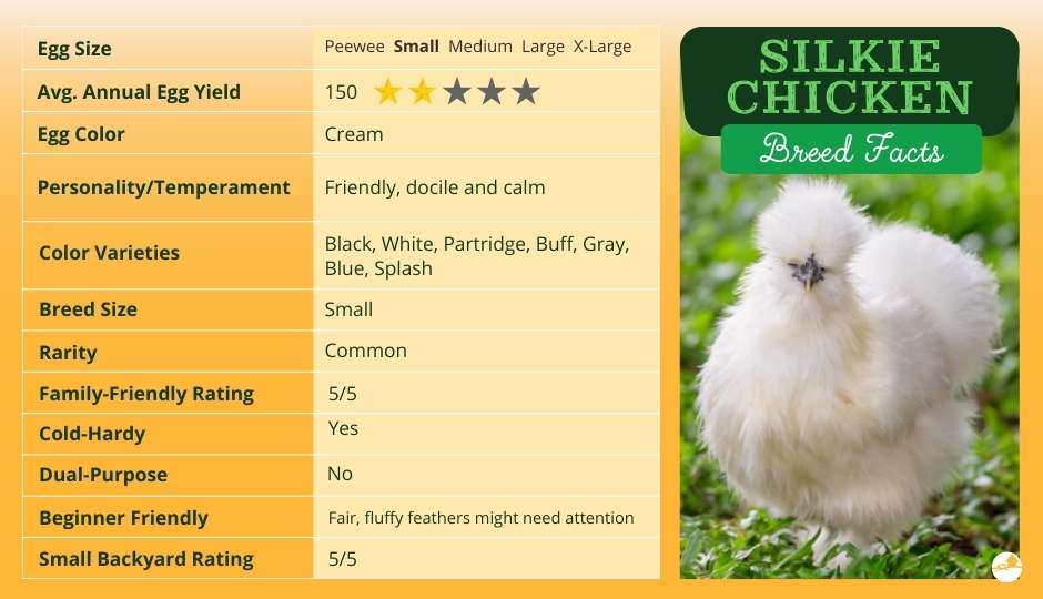 silkie chicken breed facts
