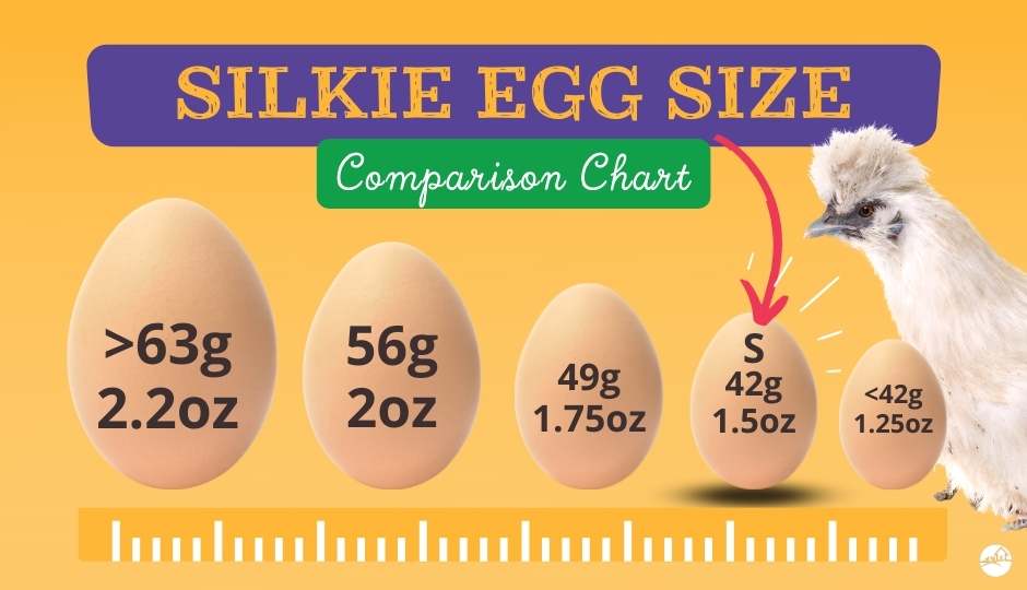 silkie chicken egg size comparison