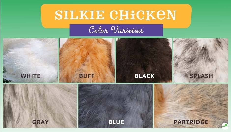 silkie chicken color varieties comparison chart