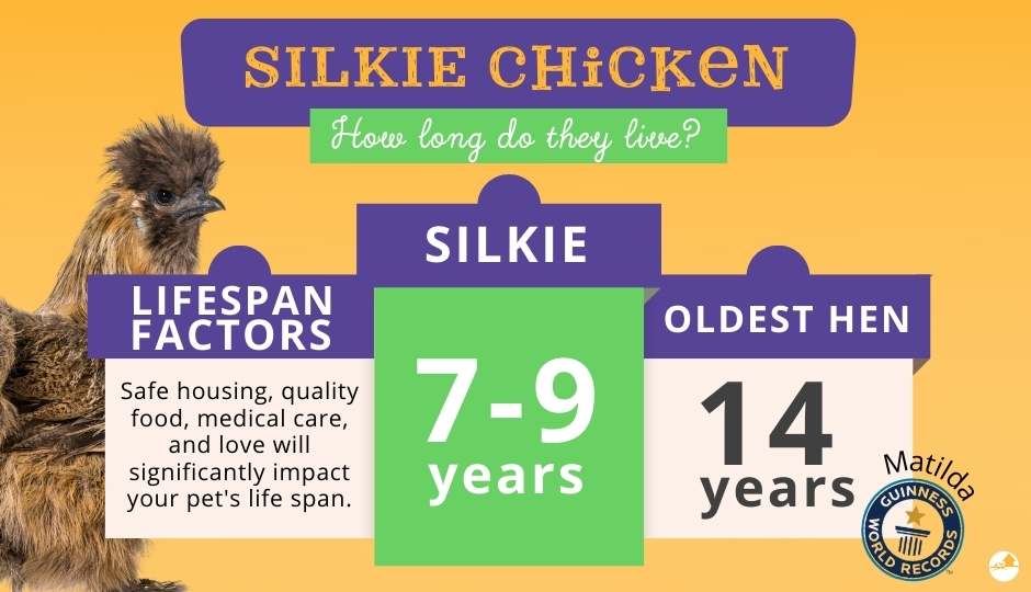 silkie chicken lifespan comparison