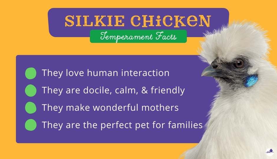 silkie chicken temperament facts