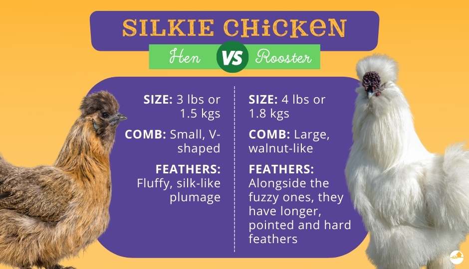 difference between silkie hen and rooster