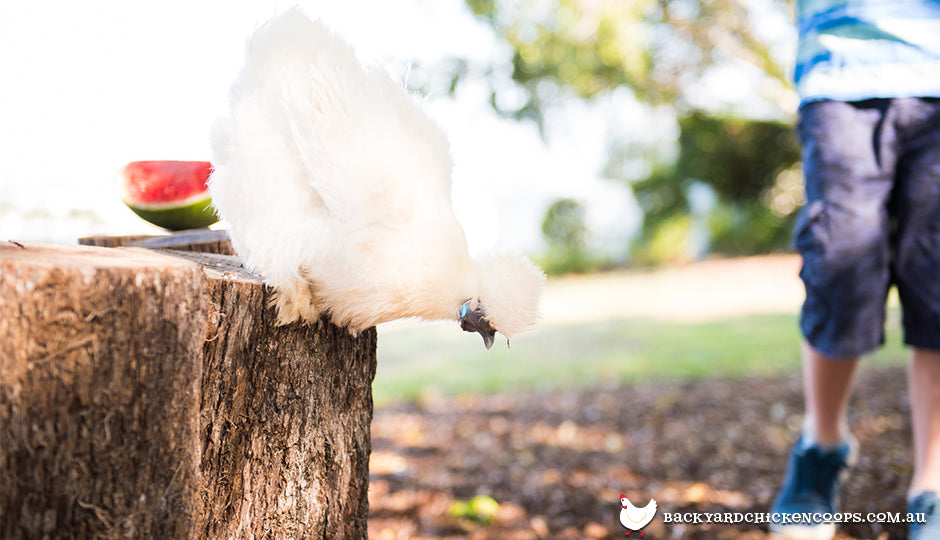 silkie pet chicken with kid in backyard