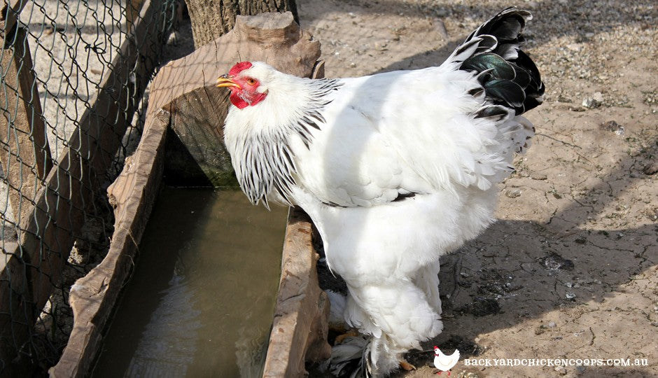Healthy Sussex chicken drinking water from trough