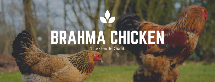 Brahma Chicken: The Most Comprehensive Guide to this Giant Breed