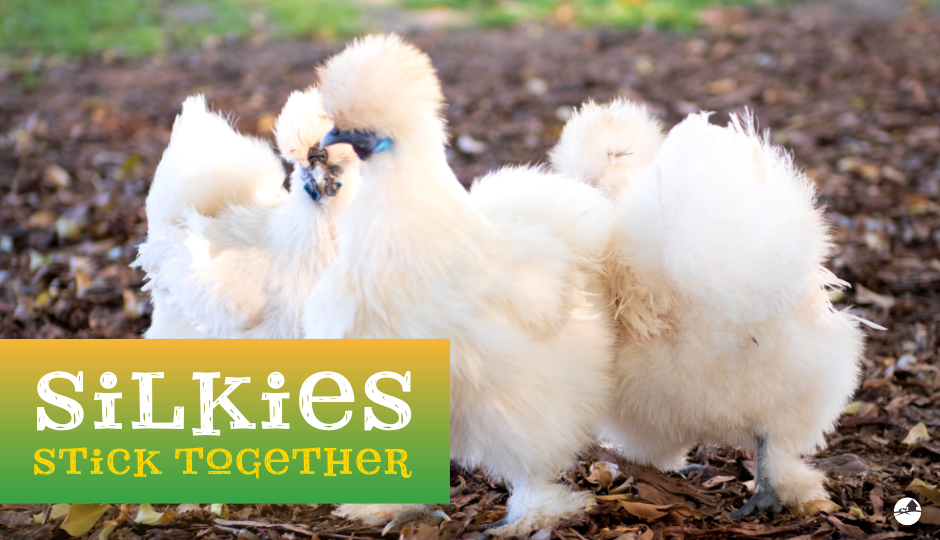 three white silkies in the backyard