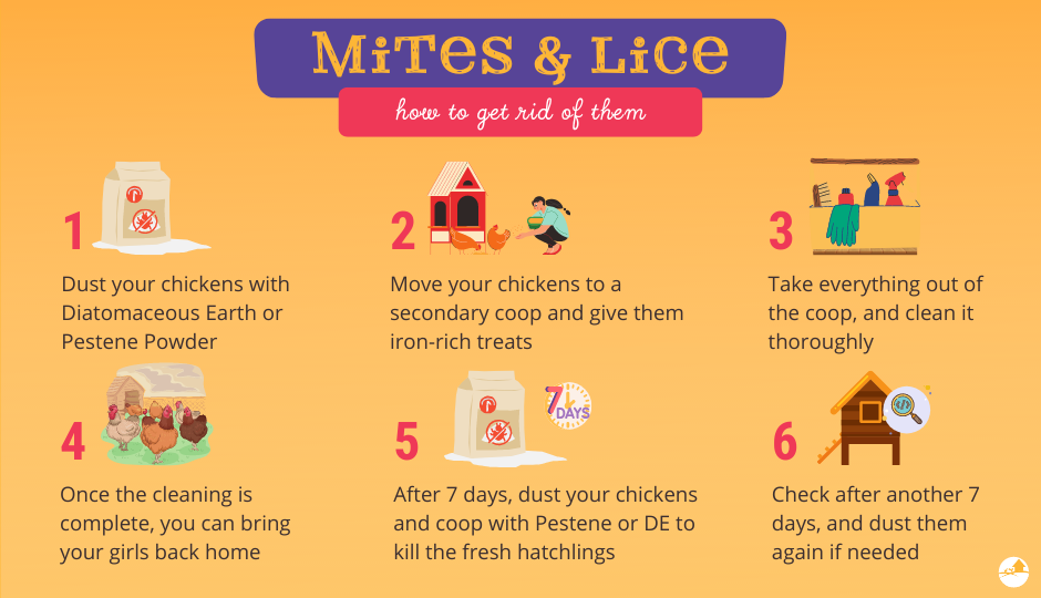treatment for mites and lice in chickens