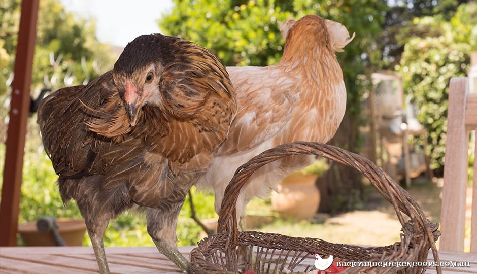 Ameraucana Chicken