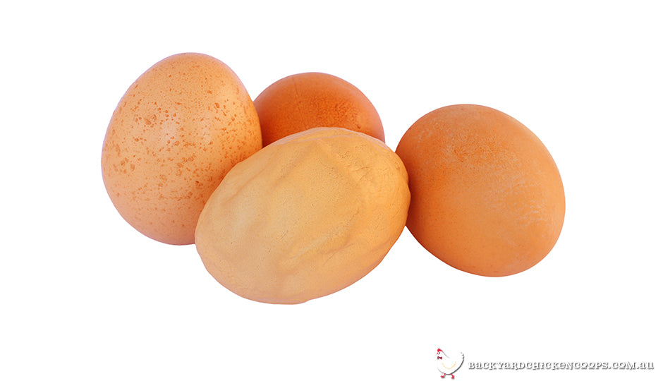 Thin-Shelled Chicken Eggs: Causes and Cure