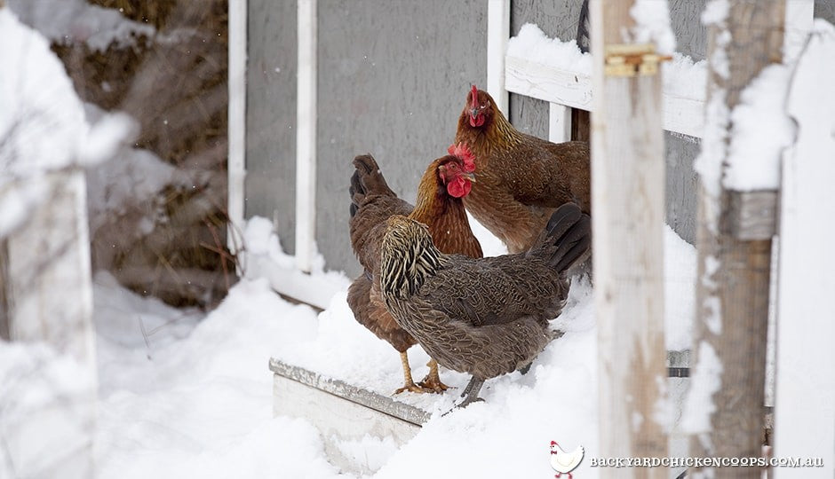 cold weather will mean your chickens lay fewer eggs