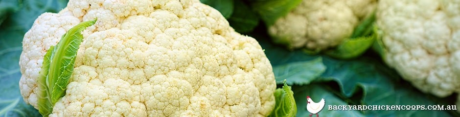 white-cauliflower-head