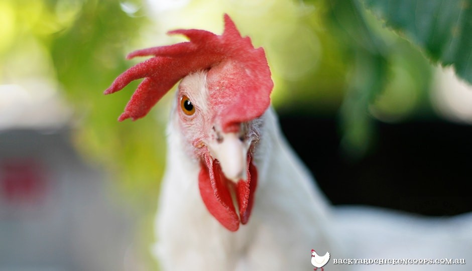 leghorn egg production