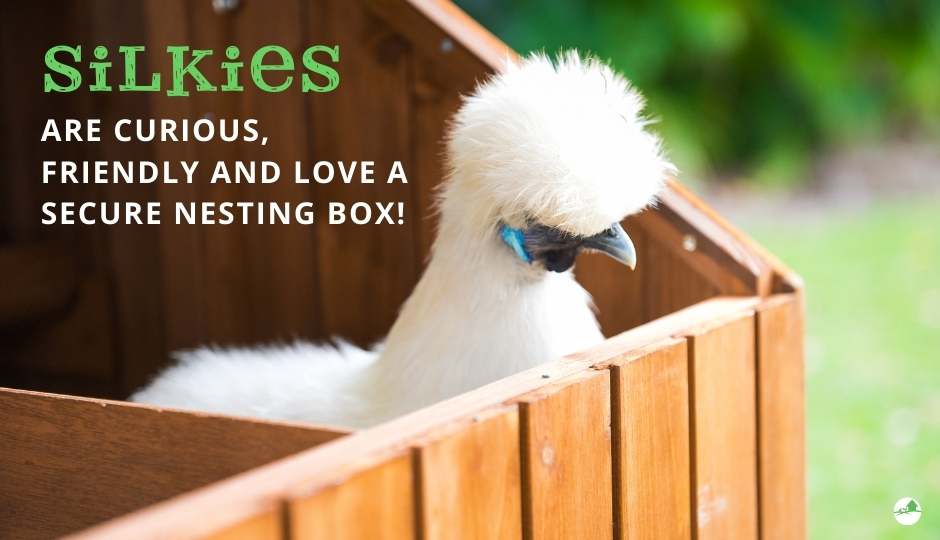 white silkie nesting in the coop