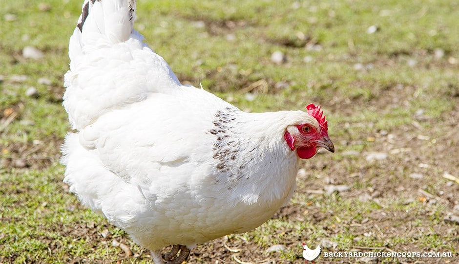 white-sussex-chicken-foraging