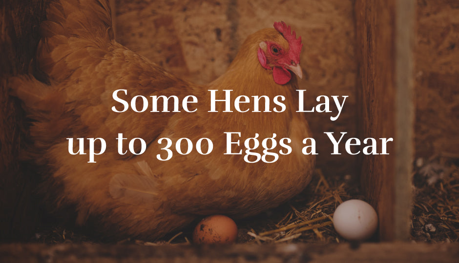 Some Hens Lay up to 300 Eggs a Year