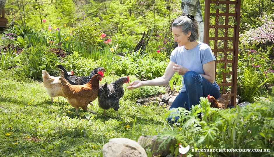 Woman feeding backyard chicken flock