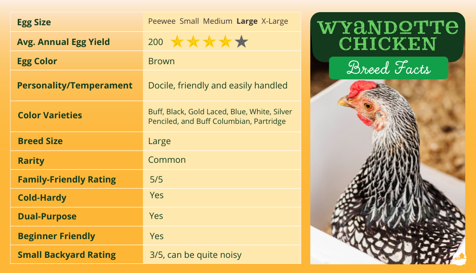 wyandotte chicken breed facts