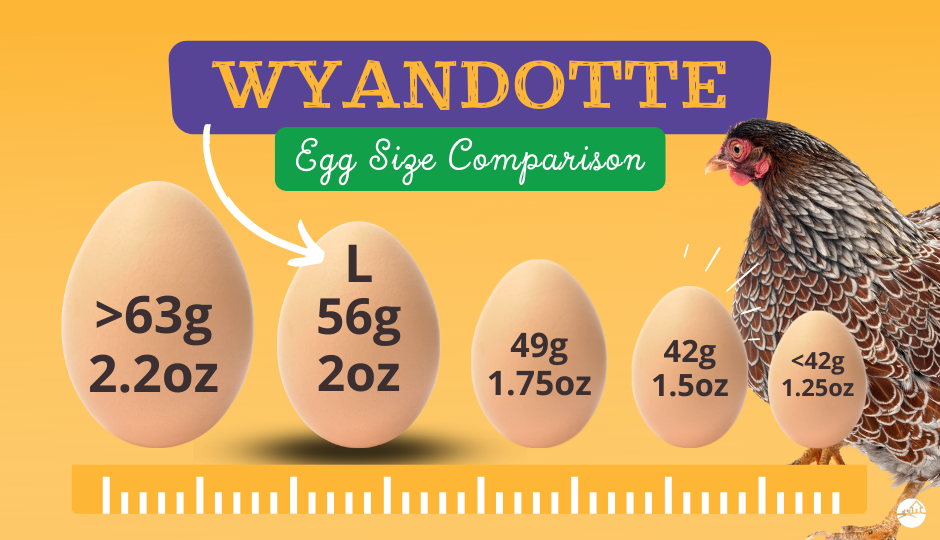 wyandotte chicken egg size comparison