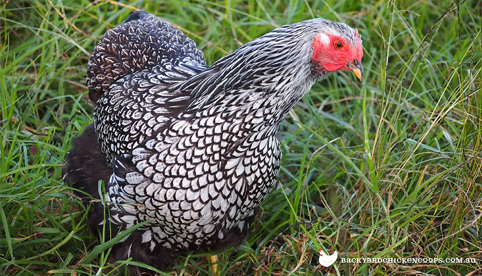 wyandotte chicken breed