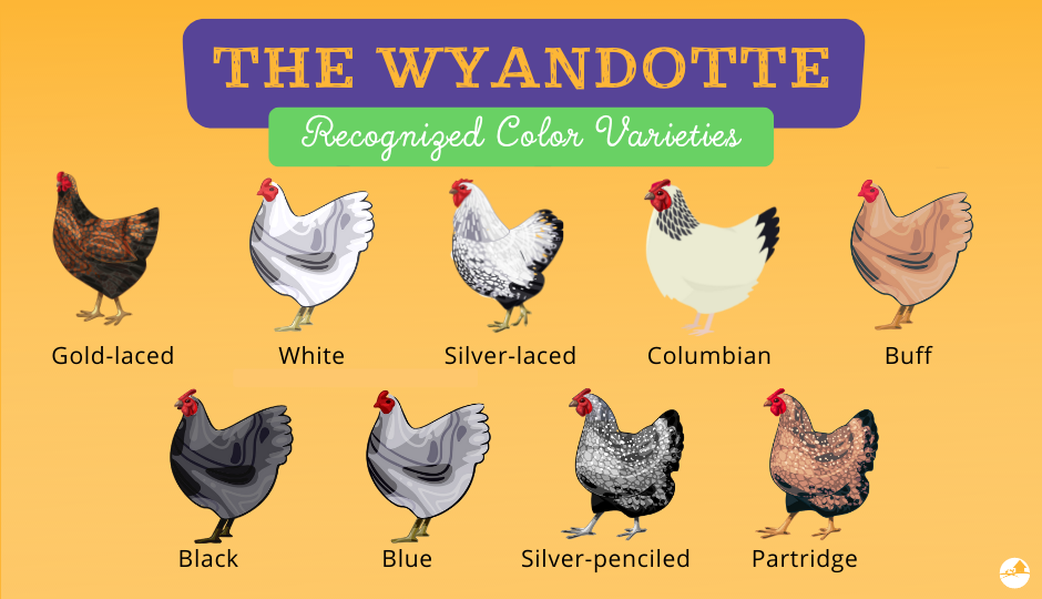 wyandotte chicken color varieties