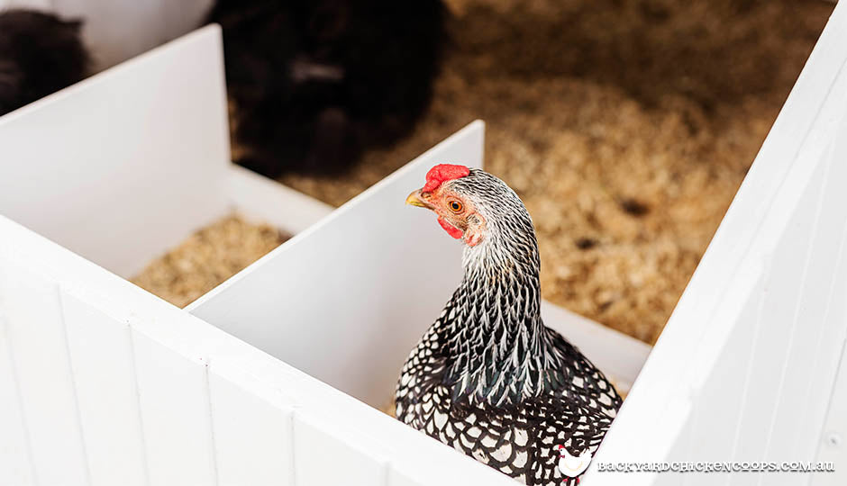 wyandotte chicken in mansion chicken coop nesting boxes