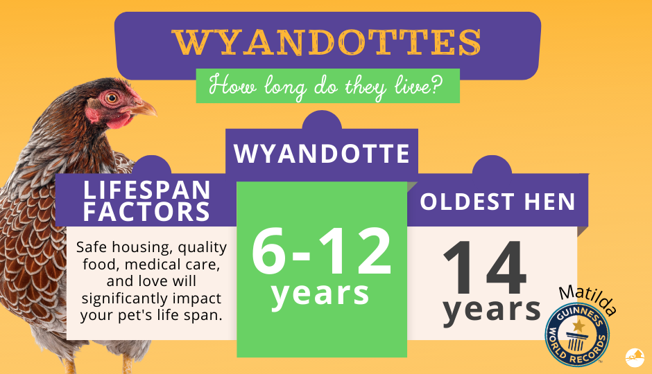 wyandotte chicken lifespan comparison