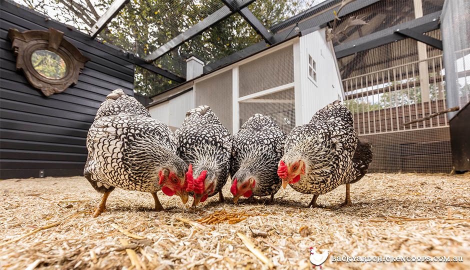 wyandotte chickens eating mealworm treats in chicken run