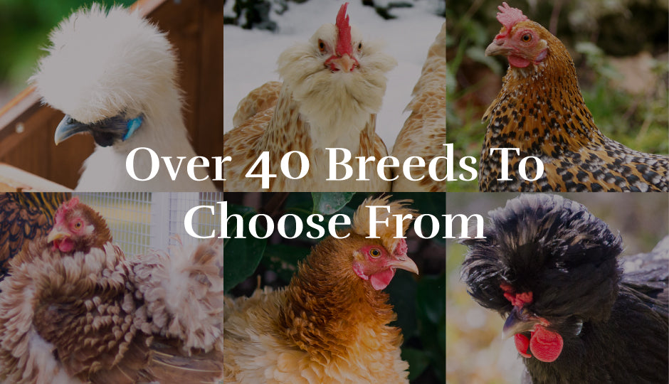 Over 40 Breeds To Choose From