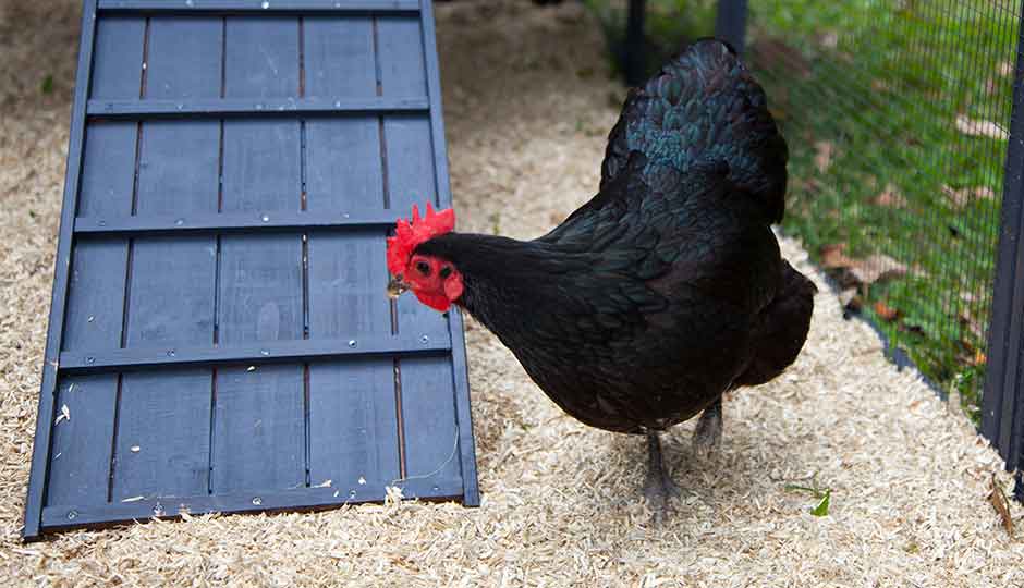 Hemp Nesting Box Bedding