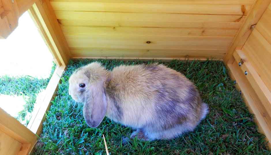 rabbit hutch zippay
