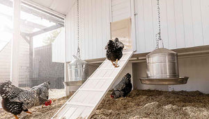 Backyard Chicken Coops All Products
