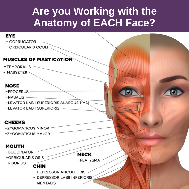 Parts Of The Face Diagram