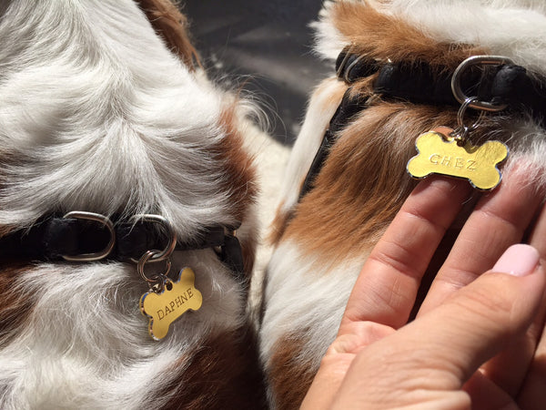 taudrey gold dog tag CavLife king charles cavalier