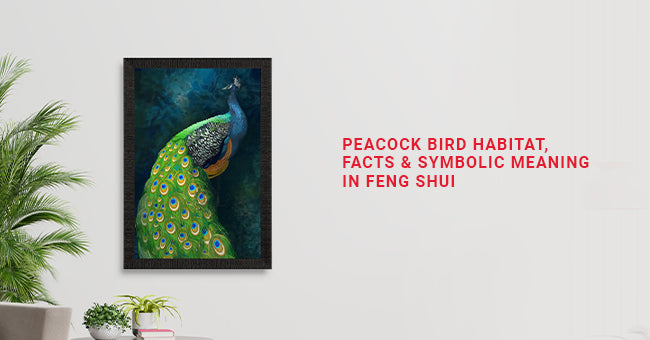 Peacock Bird Habitat, Facts & Symbolic Meaning in Feng Shui