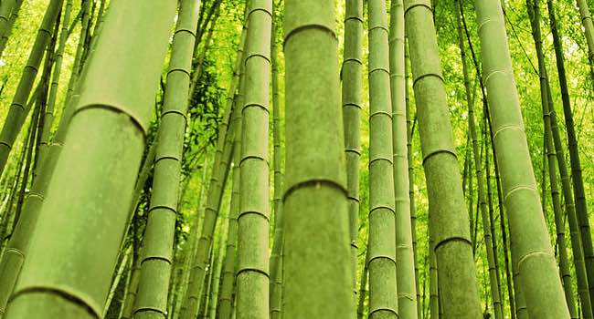 bamboo Traü
