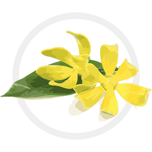 Ylang-ylang