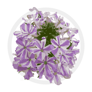 Verbena